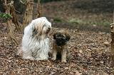 TERRIER DU TIBET 395